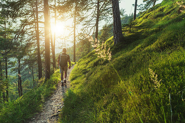 Hiking trail through forest trees